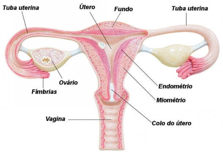 Cancer ovario peritoneal