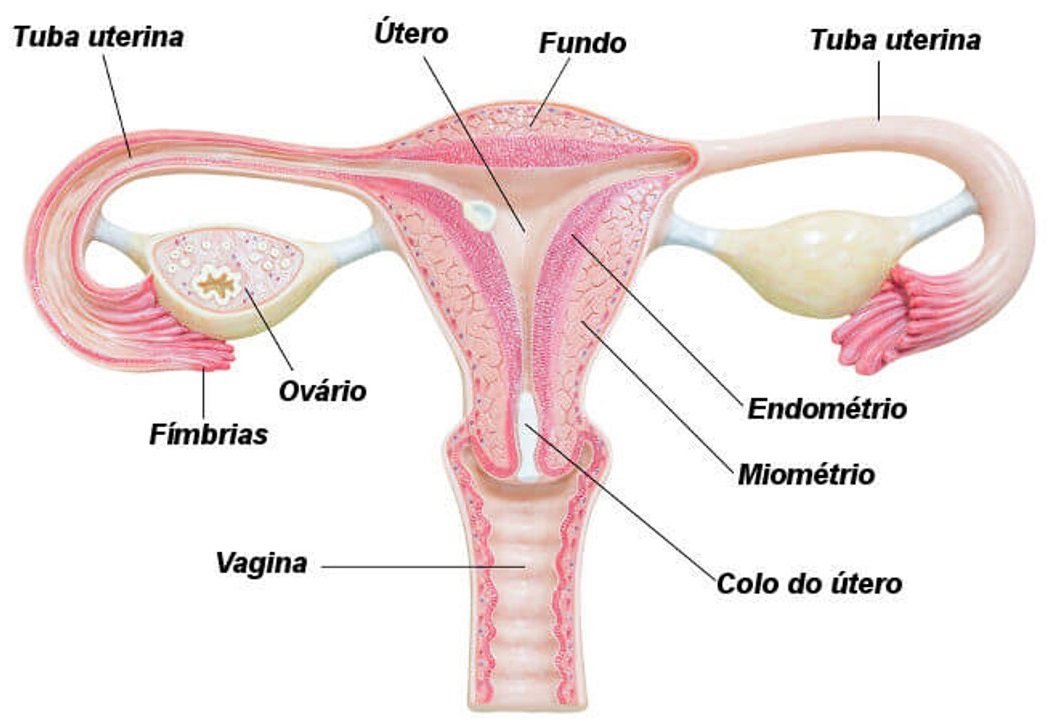 cancer endometrial maligno)